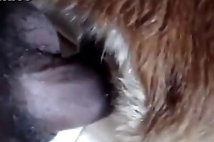 gay zoo sex,closeup zoo porn