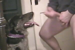 bestiality,gay zoo sex